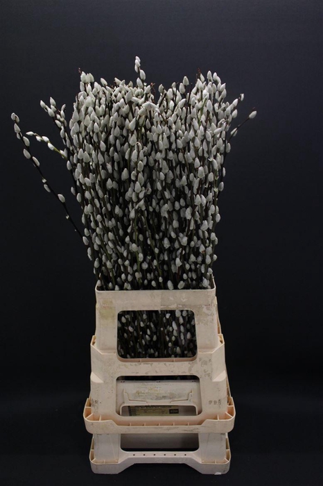 <h4>Salix Caprea Snow Flake 70cm</h4>