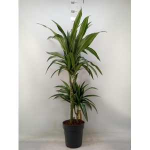 Dracaena fr de 'Ulises'