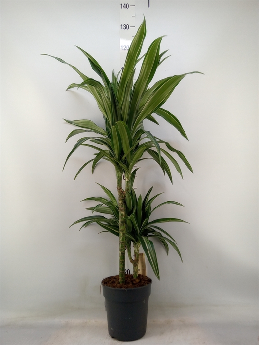 <h4>Dracaena fr de 'Ulises'</h4>