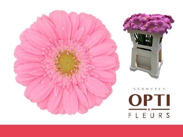 <h4>Ge Mi Kirstey</h4>