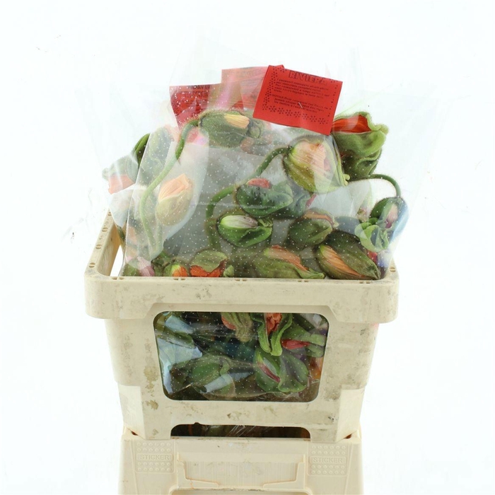 <h4>PAPA OR PIZZICATO</h4>