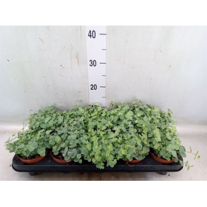 Sedum sieboldii