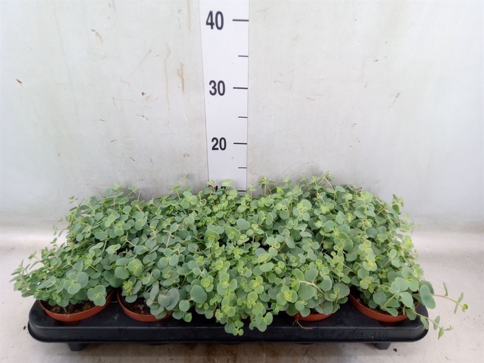 <h4>Sedum sieboldii</h4>