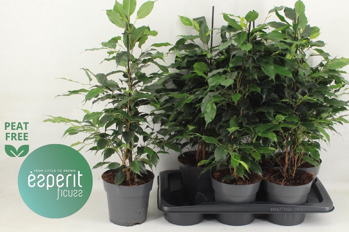 <h4>FIC BE DANIELLE</h4>