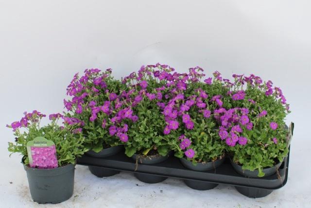 <h4>AUBR ROSE QUEEN</h4>