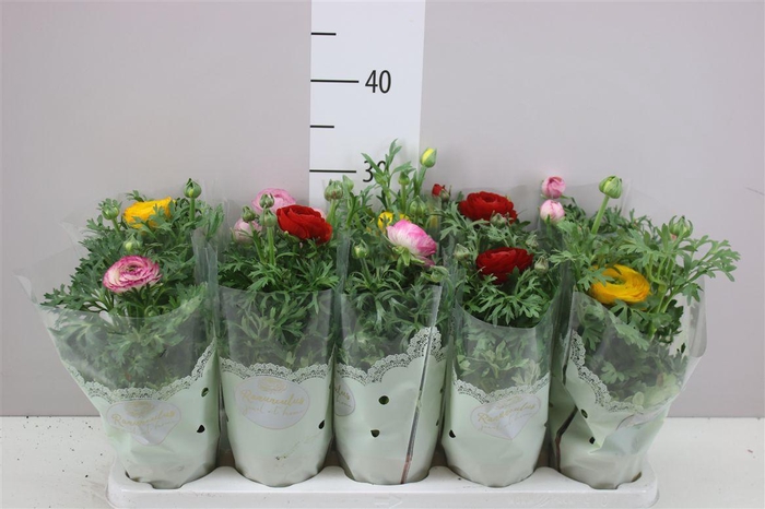 <h4>Ranunculus Sprink Gemengd In Hoes</h4>