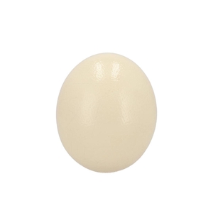Egg Ostrich Resin P/1 Nm
