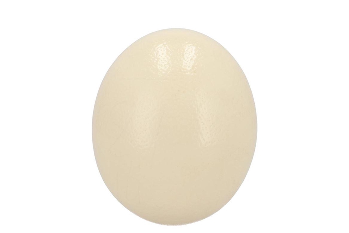 <h4>Egg Ostrich Resin P/1 Nm</h4>