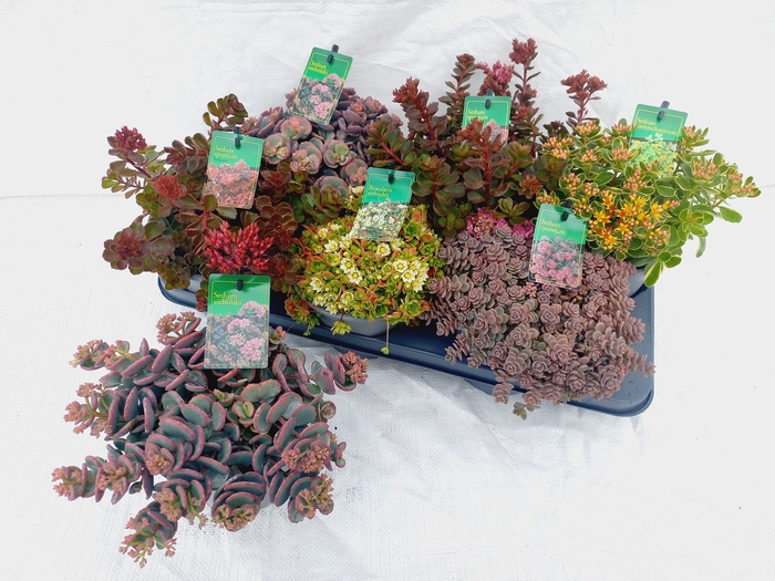 <h4>SEDUM GEM</h4>