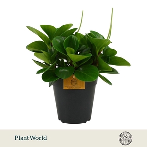 Peperomia Obtusifolia Groen 15cm
