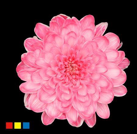 <h4>Chr T Altaj Hotpink</h4>