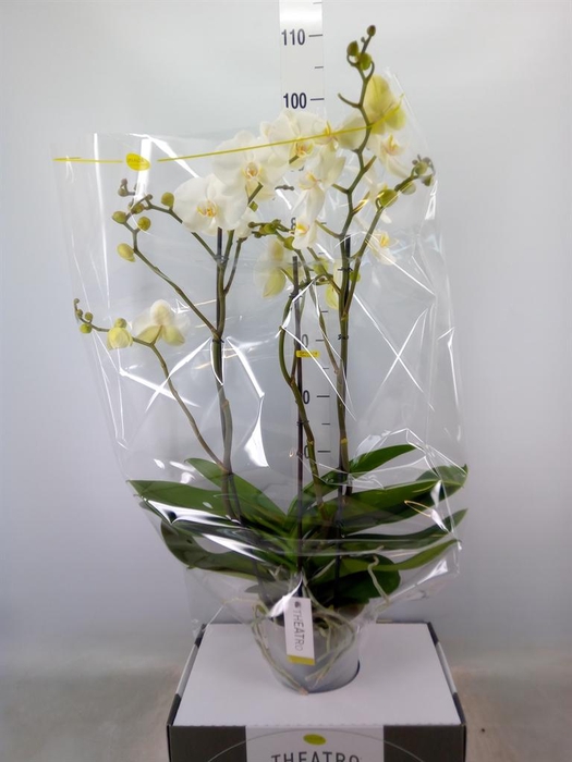 <h4>Phalaenopsis ...white</h4>