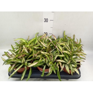 Hoya wayetii 'Tricolor'