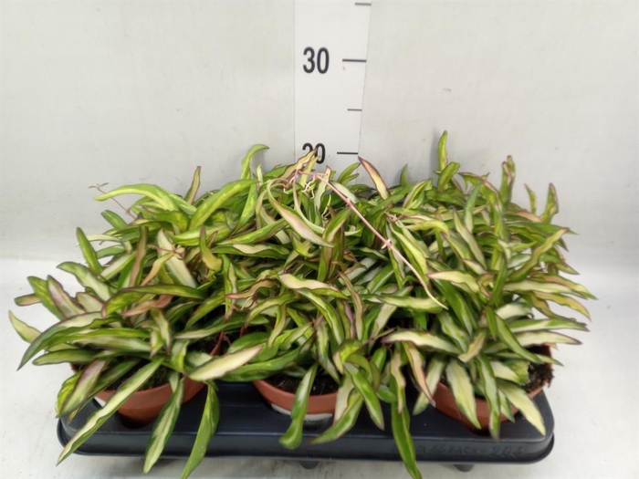 <h4>Hoya wayetii 'Tricolor'</h4>