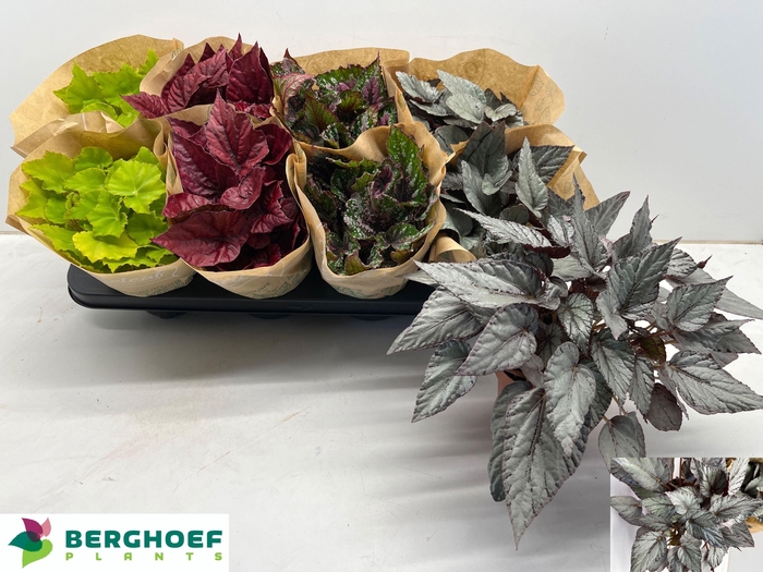 <h4>BEG BEL GEM</h4>