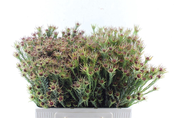 <h4>Leucad Jubilee Crown</h4>