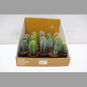 Cactus Ov 5 Srt Mixbox
