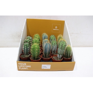 Cactus Ov 5 Srt Mixbox