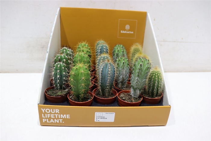 <h4>Cactus Ov 5 Srt Mixbox</h4>