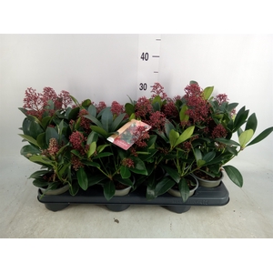 Skimmia jap. 'Rubella'