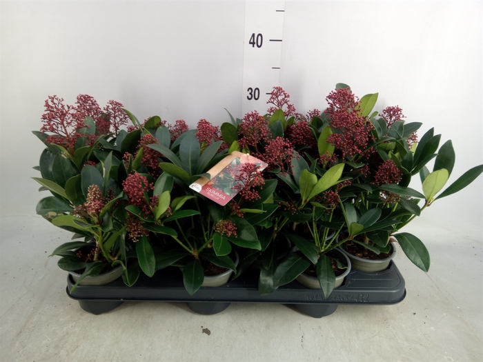 <h4>Skimmia jap. 'Rubella'</h4>