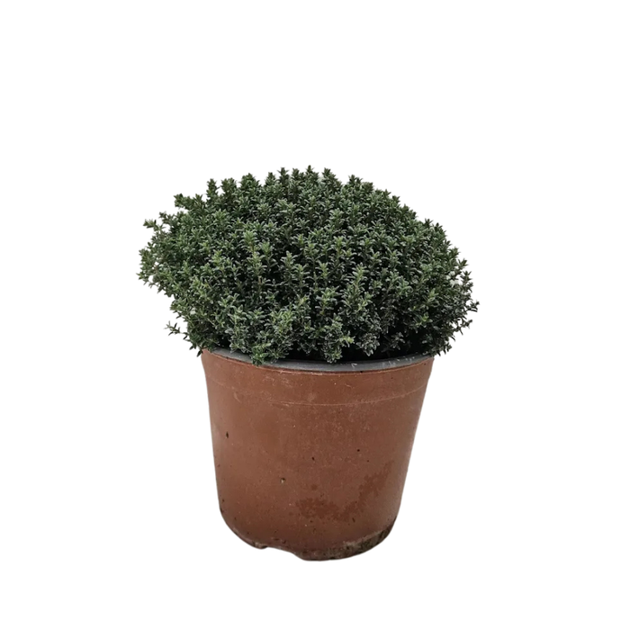 <h4>Thymus vulgaris</h4>