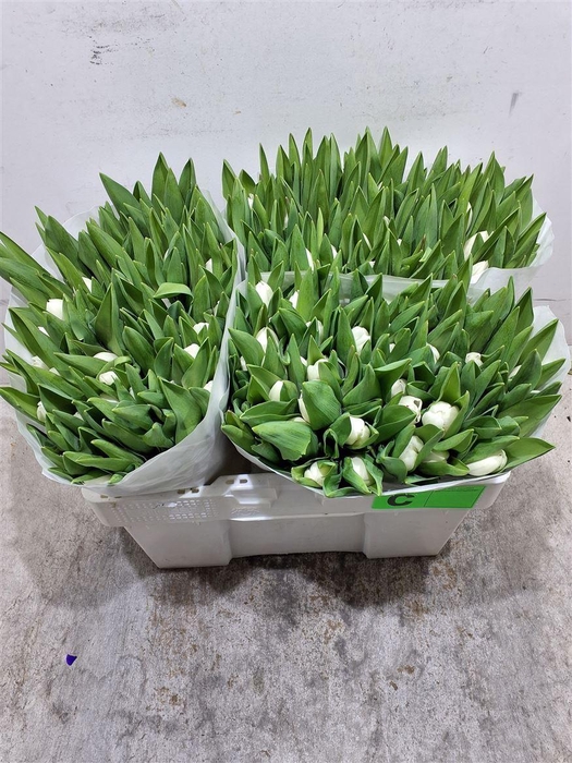 <h4>Tu En Royal Virgin</h4>