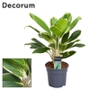 Aglaonema White Lime (Decorum)