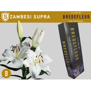 LI OT ZAMBESI SUPRA QUALITY BOX