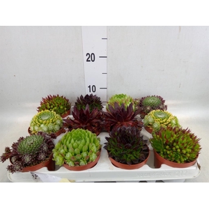 Sempervivum   ...
