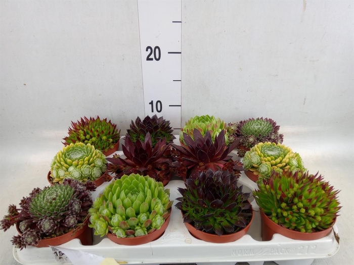<h4>Sempervivum   ...</h4>