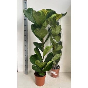 FICUS LYRATA
