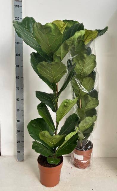 <h4>FICUS LYRATA</h4>