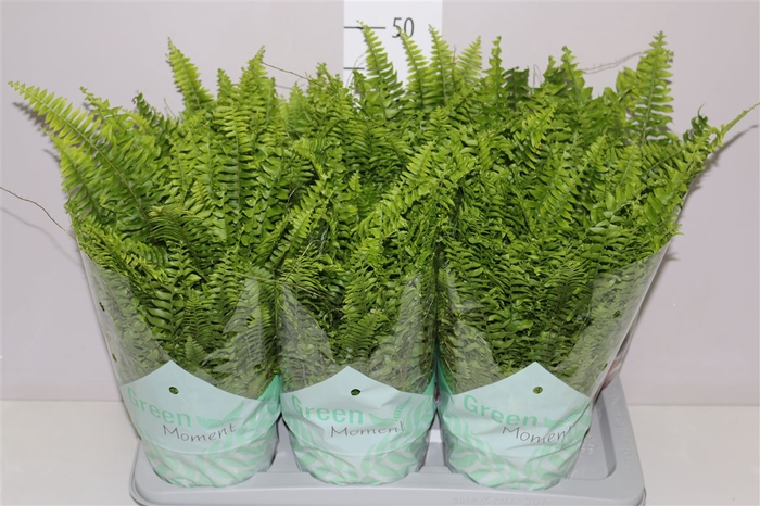 <h4>Nephrolepis Green Moment</h4>