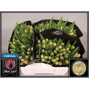 Tu Du Flaming Margar