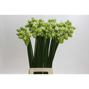 Ornithogalum Saundersiae