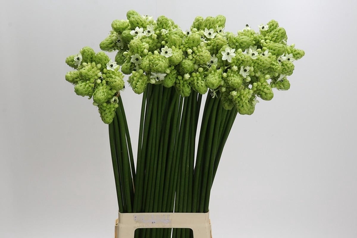 <h4>Ornithogalum Saundersiae</h4>
