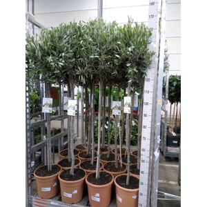 Olea europaea