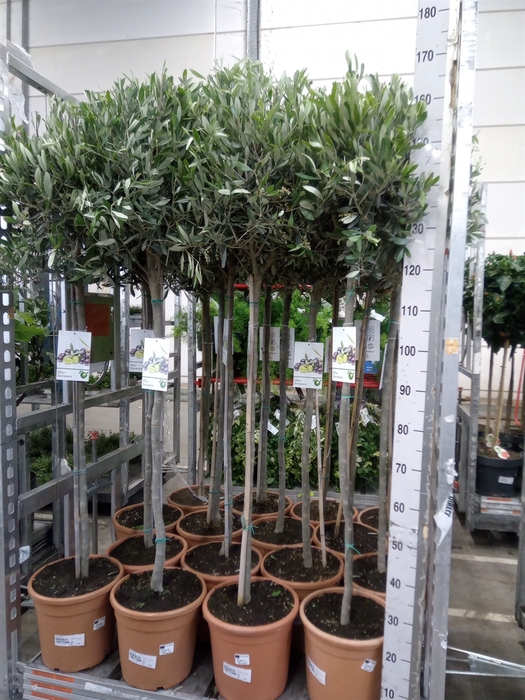 <h4>Olea europaea</h4>