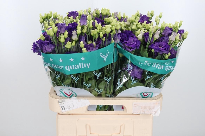 <h4>Eus G Alissa Blue</h4>