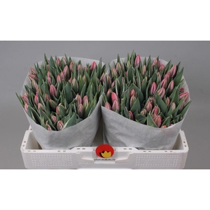 Tulipa si pretty princess