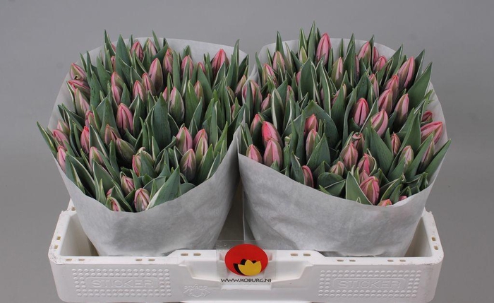 <h4>Tulipa si pretty princess</h4>