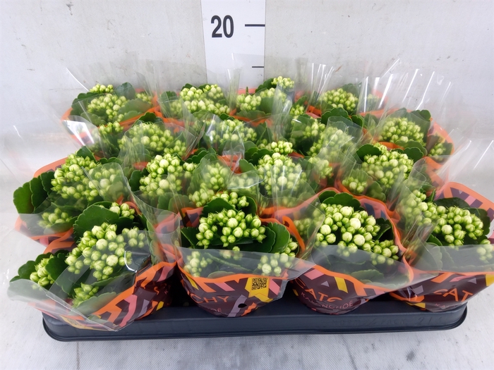 <h4>Kalanchoe blos. 'Calandiva Whites'</h4>