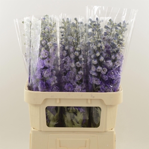 Delphinium Purple Heart