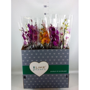 Phalaenopsis   ...mix