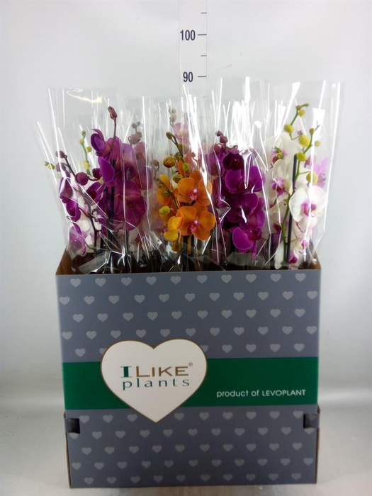 <h4>Phalaenopsis   ...mix</h4>