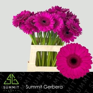 Gerbera Bon Dia Water x40 Lang