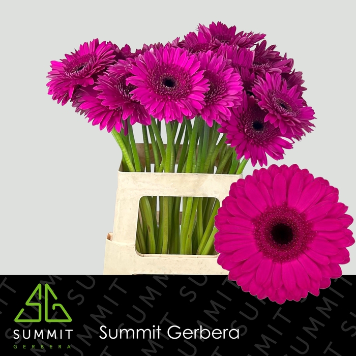 <h4>Gerbera Bon Dia Water x40 Lang</h4>