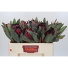 Protea Barbigera Ruby Princess Air