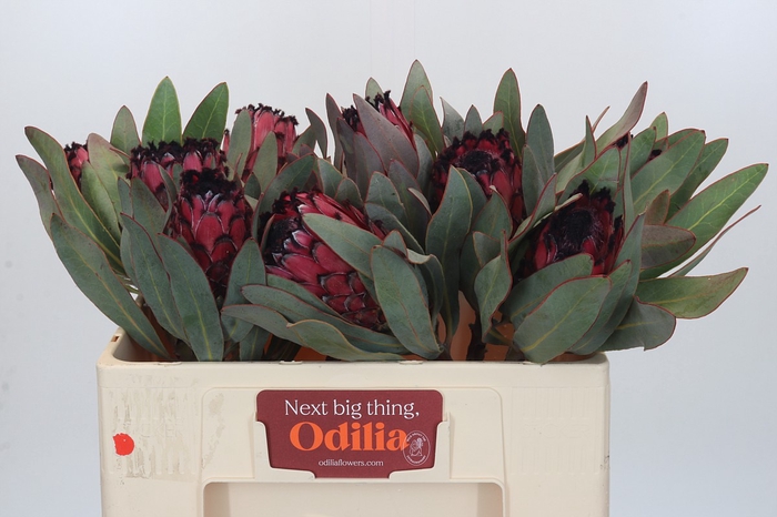 <h4>Protea Barbigera Ruby Princess Air</h4>